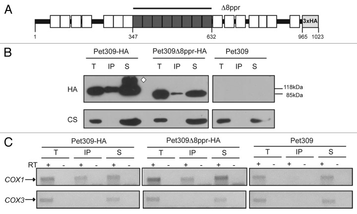 graphic file with name rna-11-953-g2.jpg