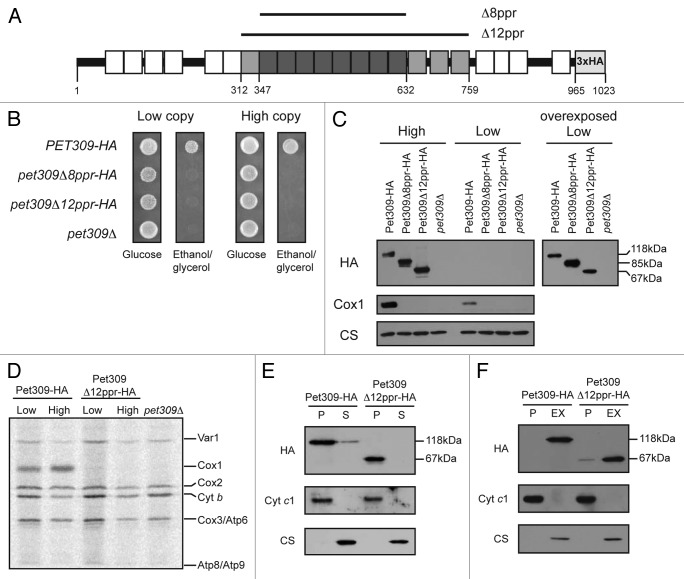 graphic file with name rna-11-953-g3.jpg