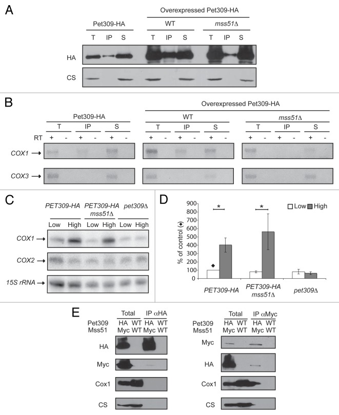 graphic file with name rna-11-953-g9.jpg