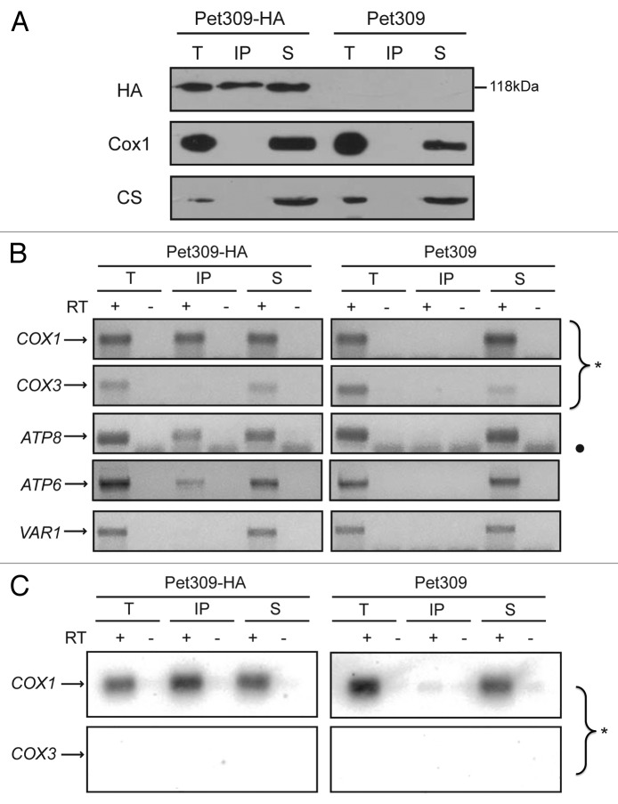 graphic file with name rna-11-953-g1.jpg