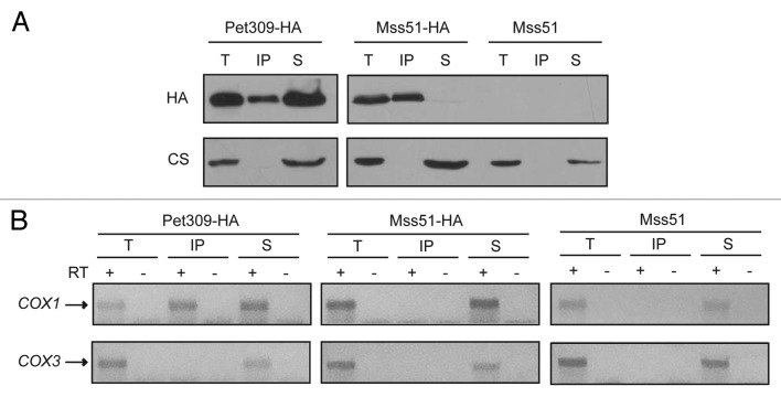 graphic file with name rna-11-953-g8.jpg