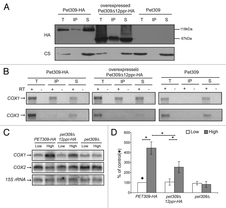 graphic file with name rna-11-953-g6.jpg