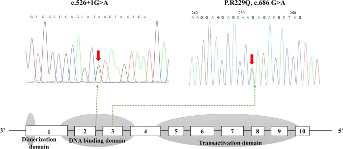 Fig. 2