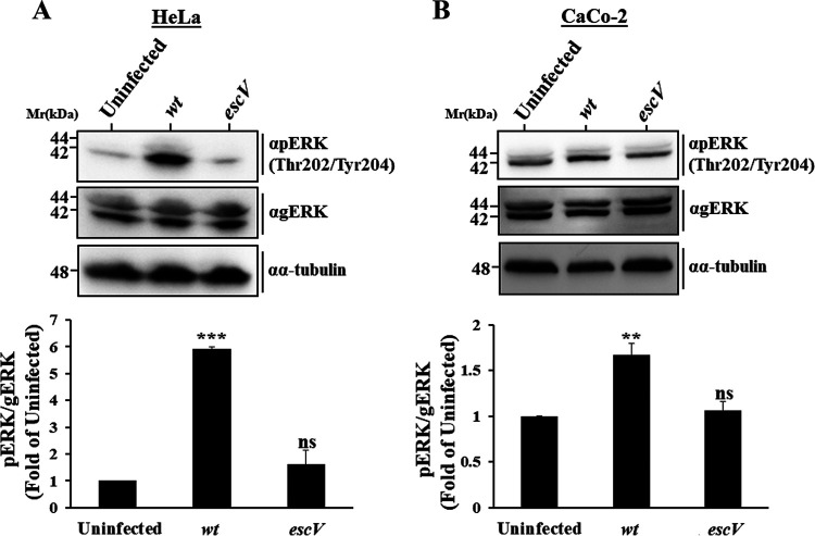 FIG 1