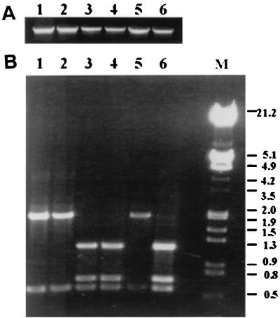 FIG. 6.