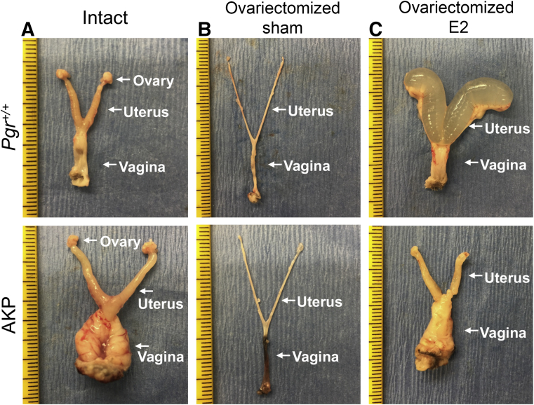 Figure 4