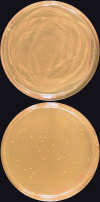 Fig. 5.