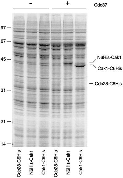 FIG. 6