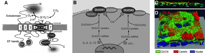 FIG. 2.