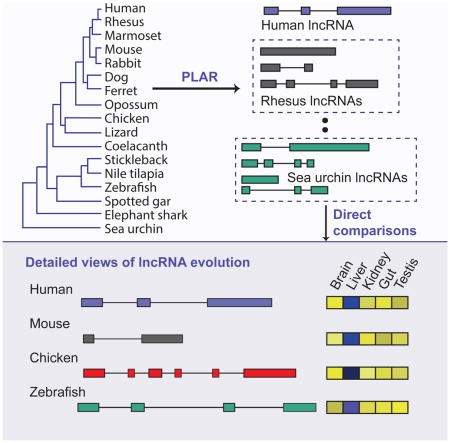 graphic file with name nihms720206u1.jpg