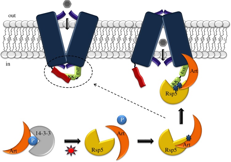 Figure 2.