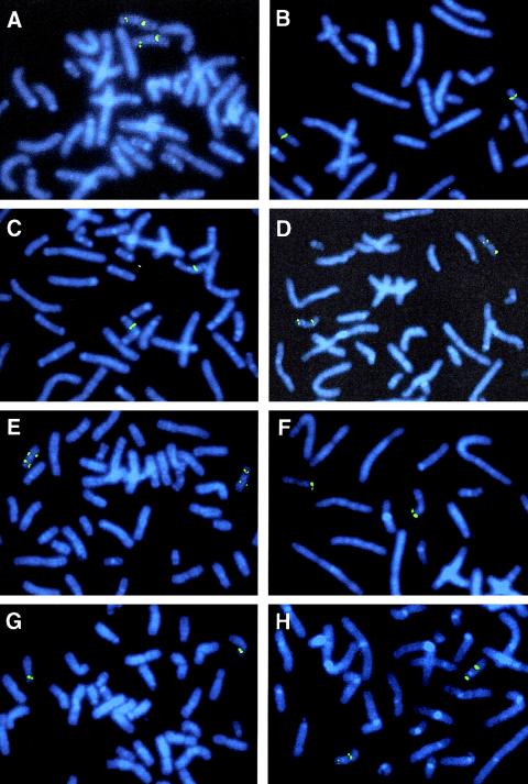 Figure  2