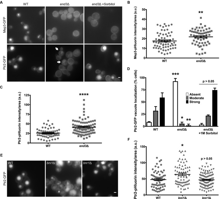 FIGURE 6: