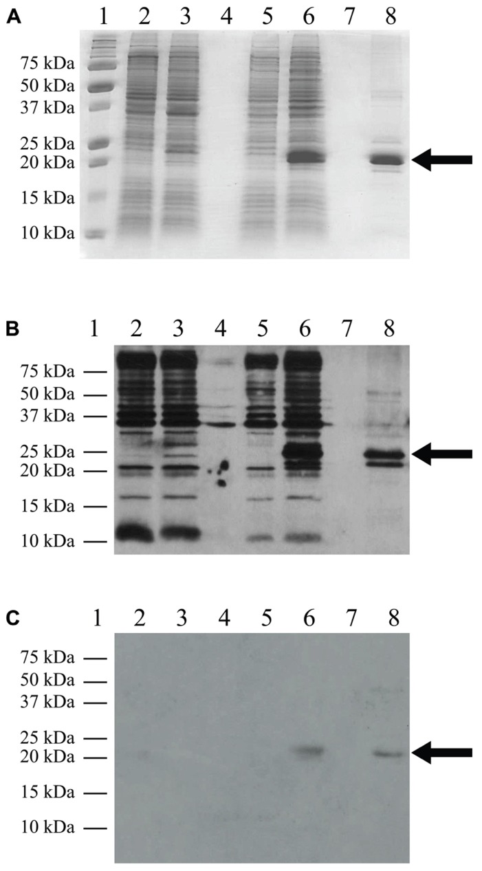 FIGURE 3