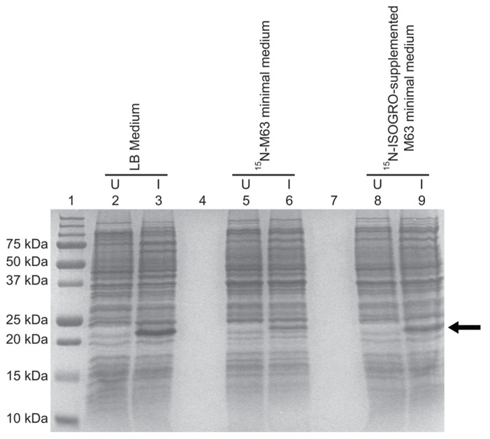 FIGURE 4