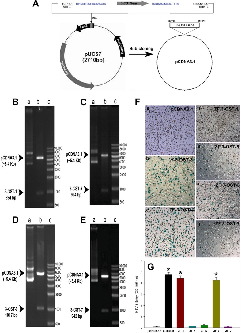 FIG 2