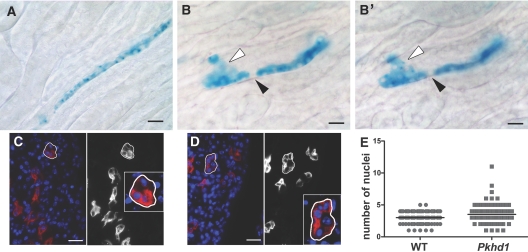 Figure 5.