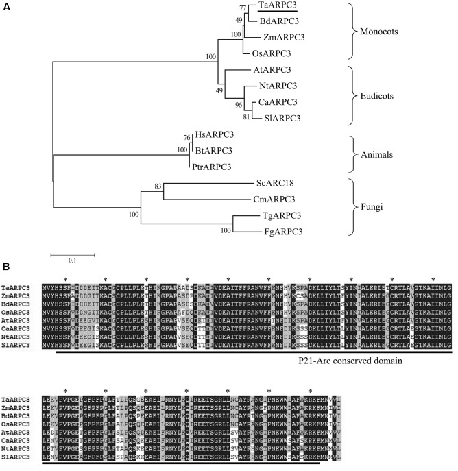 FIGURE 1