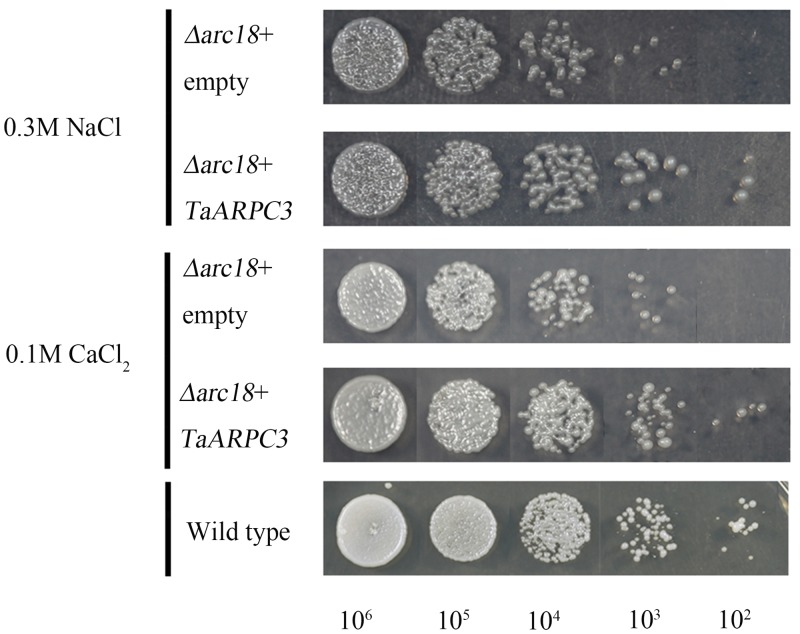 FIGURE 3