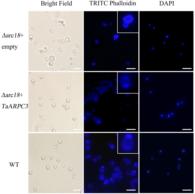 FIGURE 2