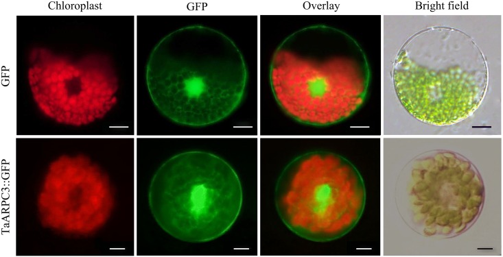 FIGURE 4