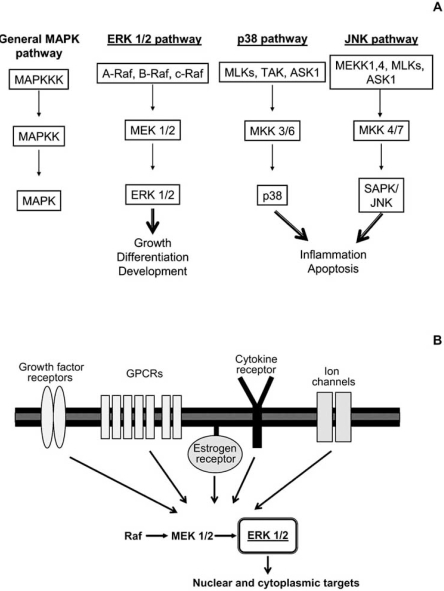 Fig. (1)