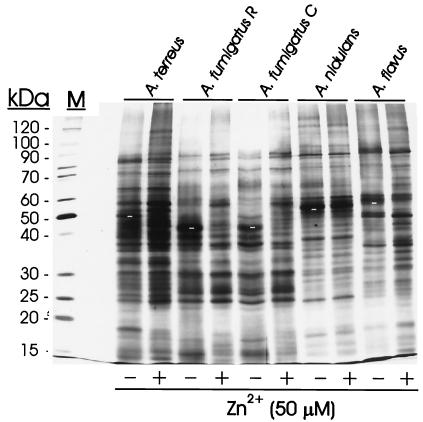 FIG. 7