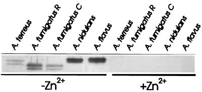 FIG. 6