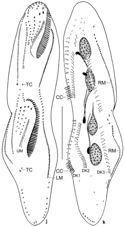 Figs 5