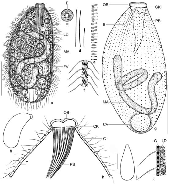 Figs 4