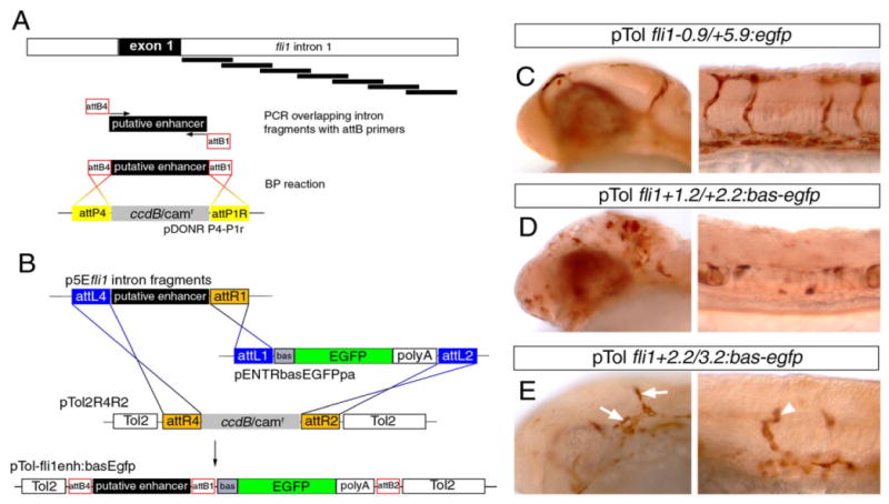 Fig. 8