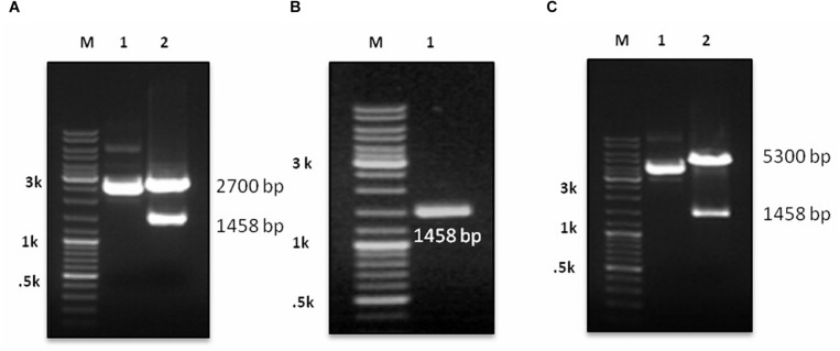 FIGURE 1