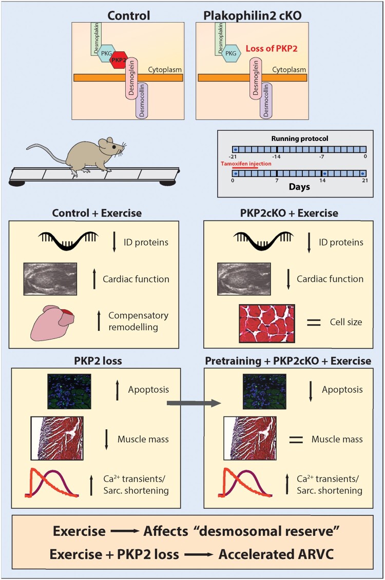 Graphical Abstract