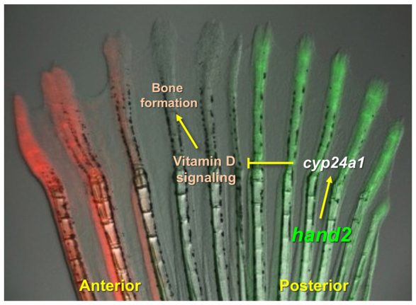 Fig. 6.