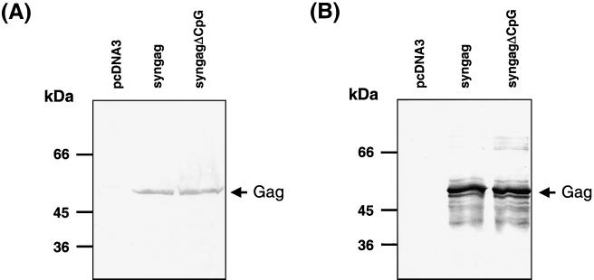 FIG. 6