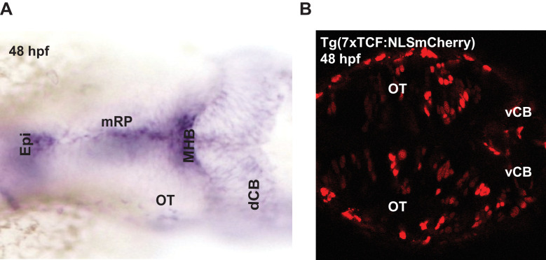 Figure 3—figure supplement 3.