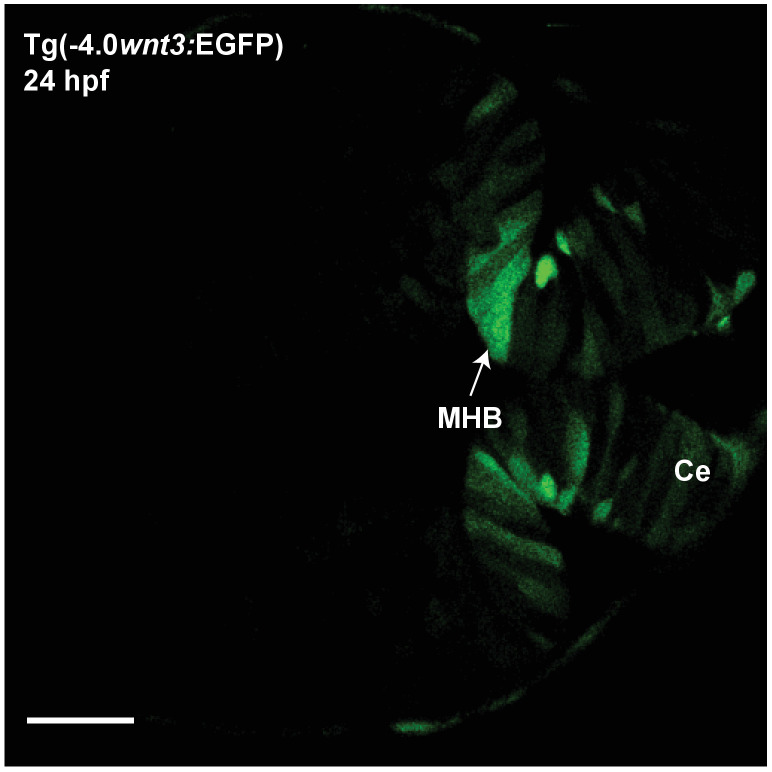 Figure 2—figure supplement 2.