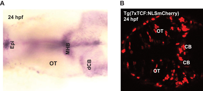 Figure 2—figure supplement 3.