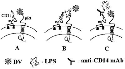 FIG. 7