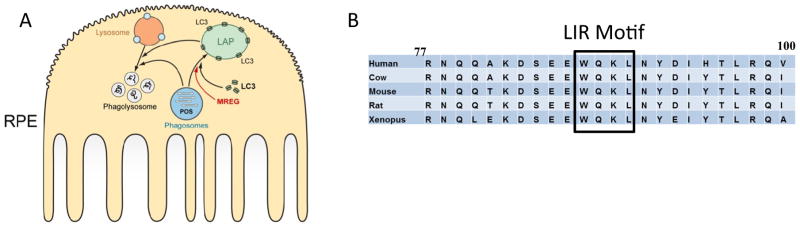 Fig. 9