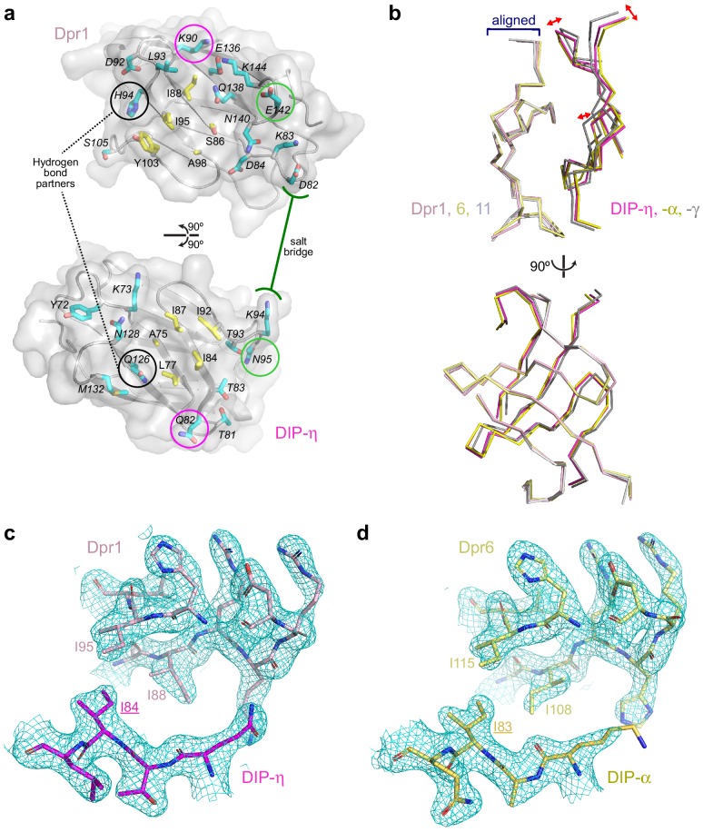 Figure 3—figure supplement 1.