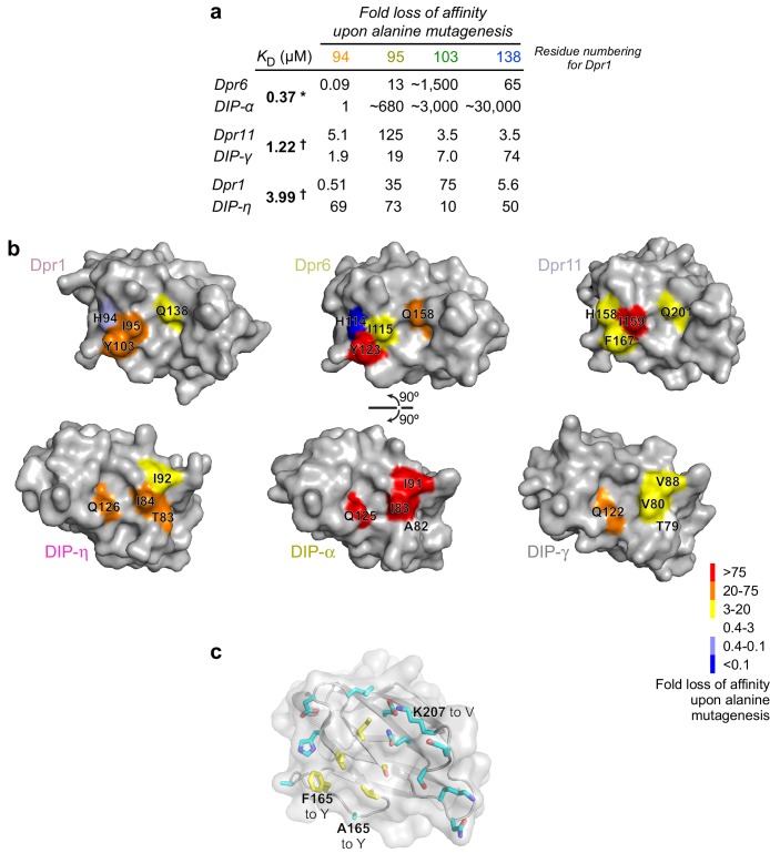 Figure 4—figure supplement 2.