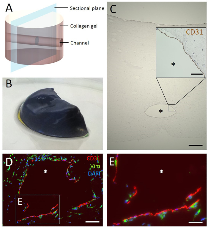 Fig 10