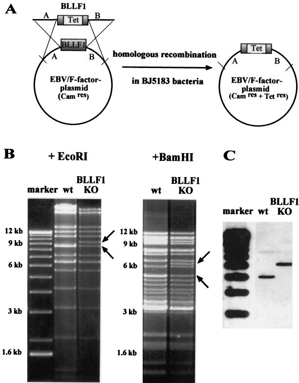 FIG. 1