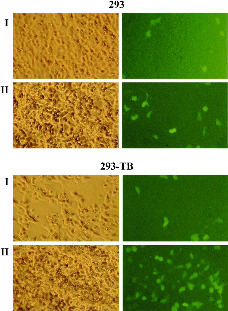 FIG. 6