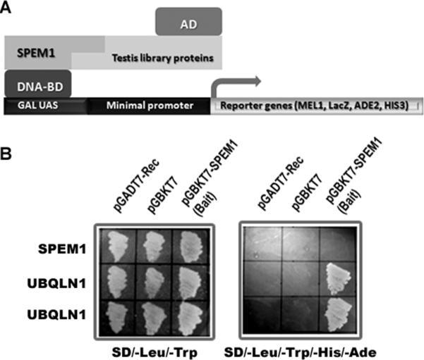 Fig.1