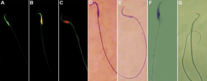 Fig.2