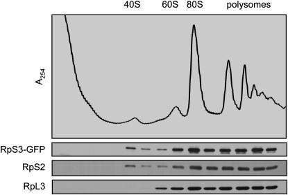 Figure 6.—