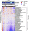 Figure 5. Unsupervised hierarchical clustering showing the difference on gene expression modules scores from baseline to surgery in the POETIC-treated subset (gene expression changes: surgery-baseline). The module scores shown in this heatmap are those selected at baseline by two unpaired SAM analysis between Ki67 H-H versus H–L, categories in the POETIC subset and annotated by the main categories. ER, estrogen receptor; expression, gene expression; H-H, Ki67 Highbaseline- Ki67 Highsurgery; H-L, Ki67 Highbaseline- Ki67 Lowsurgery; Her2-E, Her2 enriched; LumB, Luminal B; LumA, Luminal A; 2 wk; 2-week time point.