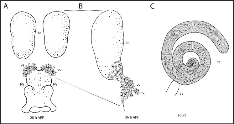 Fig. 1.